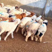 31 عدد بره نر و ماده درجه یک