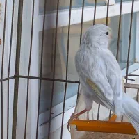 قناری نر سیلور|پرنده|شیراز, طلاب|دیوار