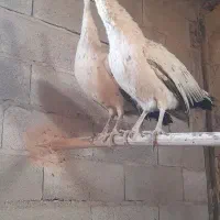 فروش طاووس ماده مصری وسفید|حیوانات مزرعه|کرمان, |دیوار