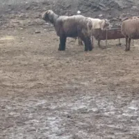 کووه نرمیش شیشک|حیوانات مزرعه|دزفول, |دیوار