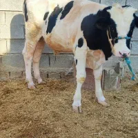گاو یا گوساله نر