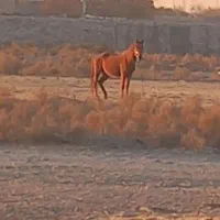 اسب و کره اسب هردو مادیون|اسب و تجهیزات اسب‌سواری|مشهد, شهرک امام سجاد|دیوار