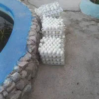 تخم بوقلمون نژاد برنز