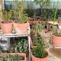 فروش گل یکجا به صورت توافقی|گل و گیاه طبیعی|اسلامشهر, باغ فیض|دیوار