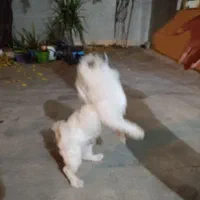 واگزاری یک عدد سگ خپل و خوشگل