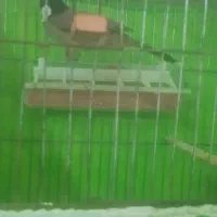 قناری|پرنده|کاکاوند, |دیوار