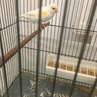 قناری موزاییک ماده