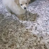 پامران روباهی|سگ|سنندج, |دیوار