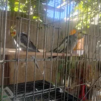عروس هلندی