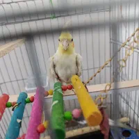 جوجه عروس هلندی