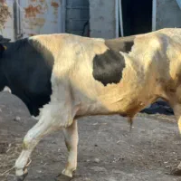 گاو نر نژاد سیمینتال|حیوانات مزرعه|مشگین شهر, |دیوار