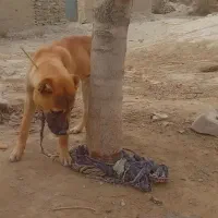 توله ۴ ماهه سرابی خیلی سختگیر و زرنگ برای نگهبانی|سگ|آشخانه, |دیوار