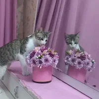 واگذاری رایگان گربه اشرافی   نر نوجوان