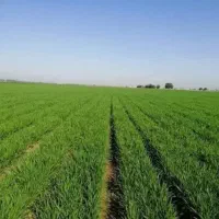 اجاره-زمین-کشاورزی-بیستون