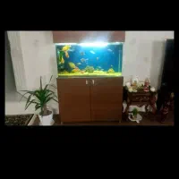 اکواریوم درحد نوشرکتی شیشه خم همراه میز ام دی اف|ماهی|زنجان, |دیوار
