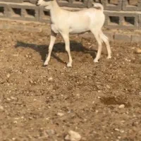 خالث|حیوانات مزرعه|رشت, امین الضرب|دیوار