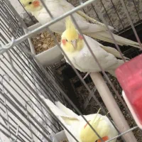 سلام تعدادی عروس هلندی دارم برای فروش