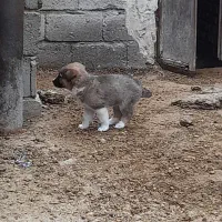 واگذاری سگ|سگ|ارسنجان, |دیوار