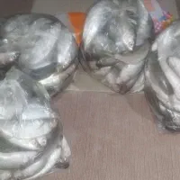 ماهی بیا|ماهی|آبپخش, |دیوار