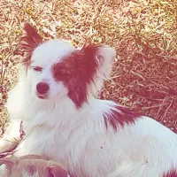 سگ پامر اشپیتز