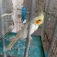 باسلام یک عدد طوطی عروس