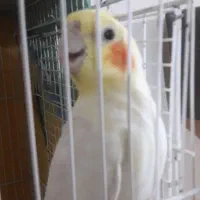 عروس‌هلندی‌وگرینچیک