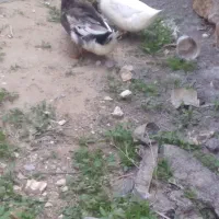 اردک|حیوانات مزرعه|امیدیه, |دیوار