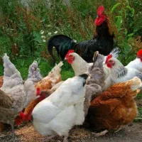 مرغ و خروس محلی اصل