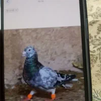 پرنده|پرنده|نیشابور, مبارکه|دیوار