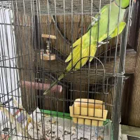 فروش طوطی خانگی سخنگو|پرنده|حمیدیا, |دیوار