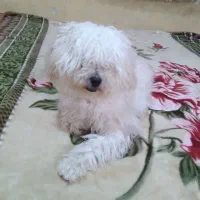سگ.