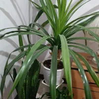 گل پاندانوس طبیعی