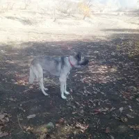 سگ سراب معاوزه لیرپژدریاسراب شراشو