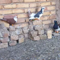 کبوتر رنگی|پرنده|تاکستان, |دیوار