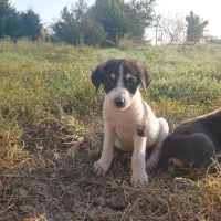 حیوانات خانگی (سگ نگهبان )|سگ|بندر انزلی, چهارفریضه|دیوار