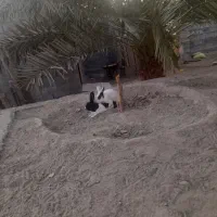 خرگوش|حیوانات مزرعه|میناب, |دیوار