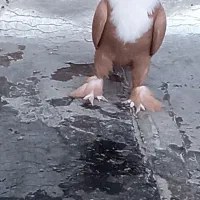 پرنده اسمان