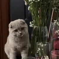 گربه نژاد اسکاتیش دبل فولد