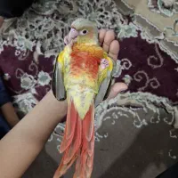 طوطی گرینچیک آناناسی