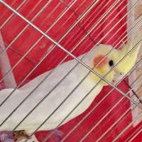 عروس هلندی|پرنده|شهرضا, |دیوار