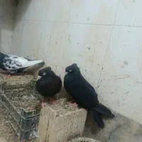 زاغ آبادانی