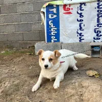 سگ ماده نژاد اشپیتز|سگ|ساری, |دیوار