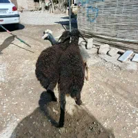 بره افشاری قره قزل زیر قوچی و پرواری(گوسفند)|حیوانات مزرعه|گنبد کاووس, |دیوار