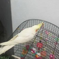 عروس هلندی