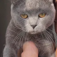 گریه اسکاتیش نر|گربه|یزد, |دیوار