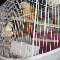 گرینچیک ردچیک و کوتوله|پرنده|مشهد, تلگرد|دیوار