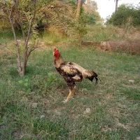خروس خوب فروشی