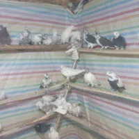 کبوتر جدید رسیددرلالجین|پرنده|لالجین, |دیوار