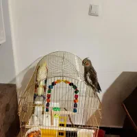 یک جفت عروس هلندی با وسایل