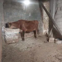 گاو وگوساله